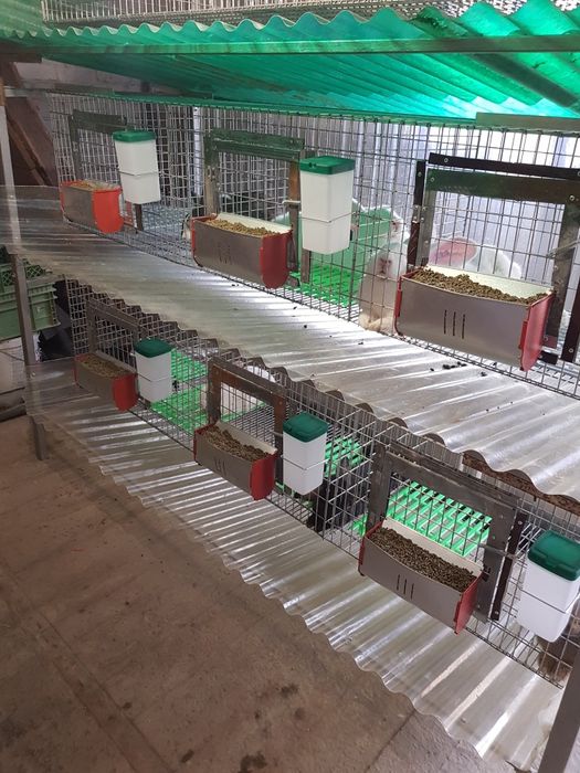 Iepuri HycoleFrancez & Alb de Pannon