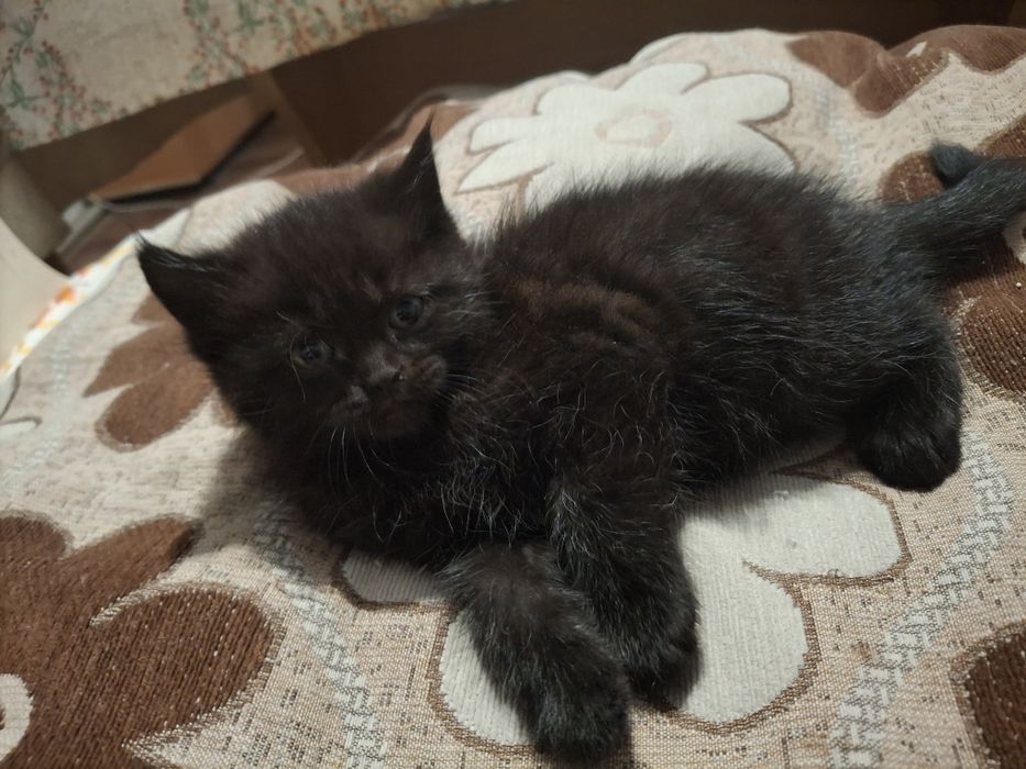 Отдать даром, ищем дом