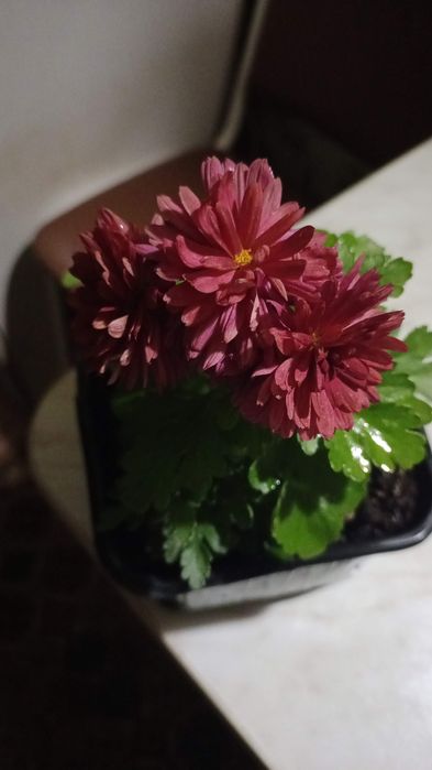 Продам хризантему  и дом цветы