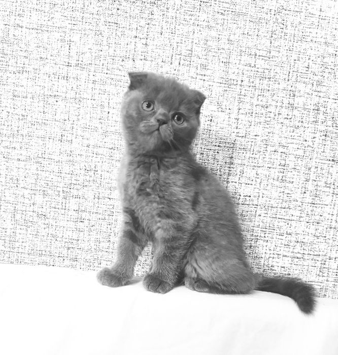 Скотиш фолд скоиш страйт
