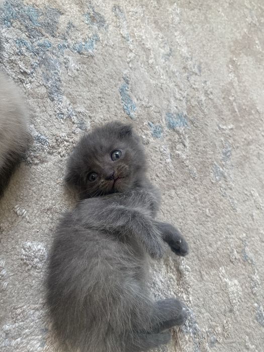 Продам Шатланских / Британских котят