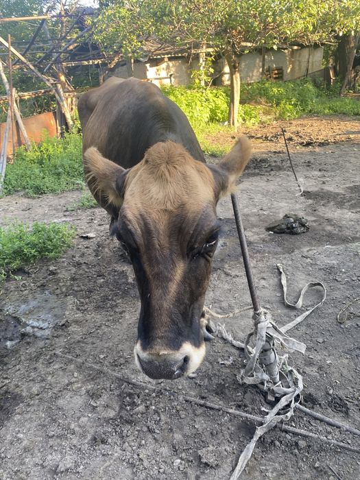 Срочно продам корова