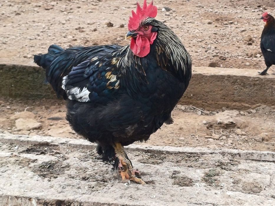 Қора шаҳзода тухуми ва хўрозлари сотилади