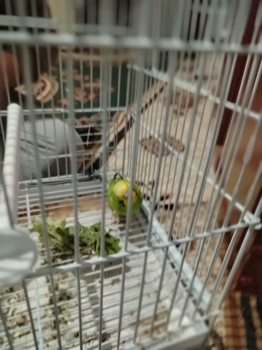 Попугай волнистый