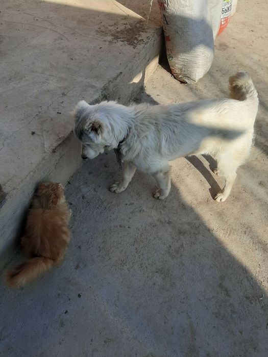 Алабай Сотилади.