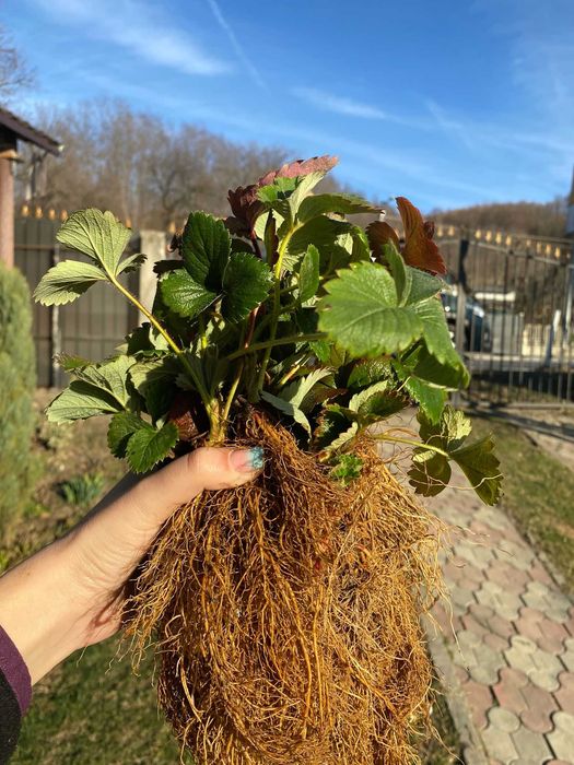 Stoloni căpșuni remontante
