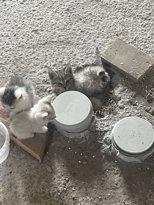Малыши срочно ищут дом!