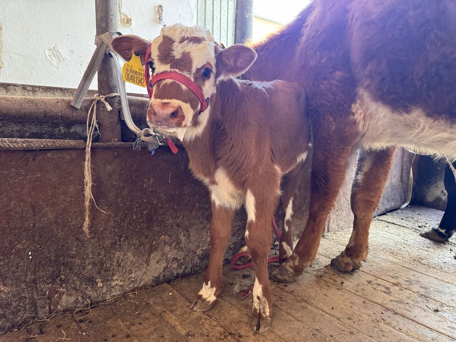 Қызыл Қашар сауынды бұзаулы