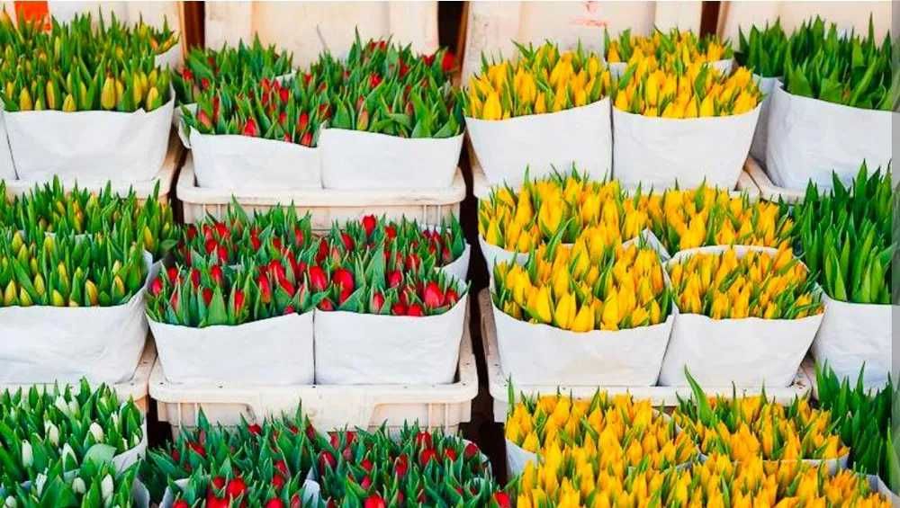Тюльпаны Алматы Оптом