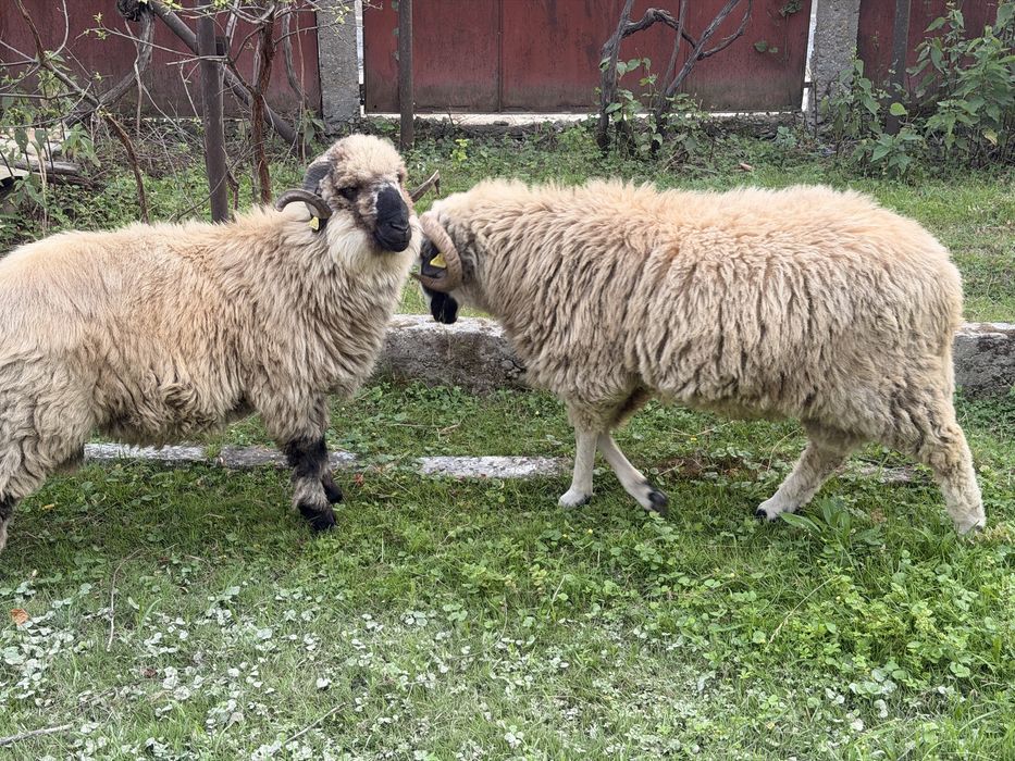 De vânzare – 2 berbeci Țurcană