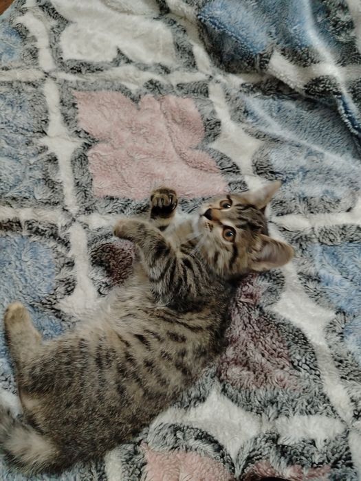 Котята очень милые