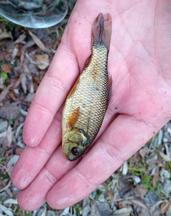 Живец для рыбалки на щуку