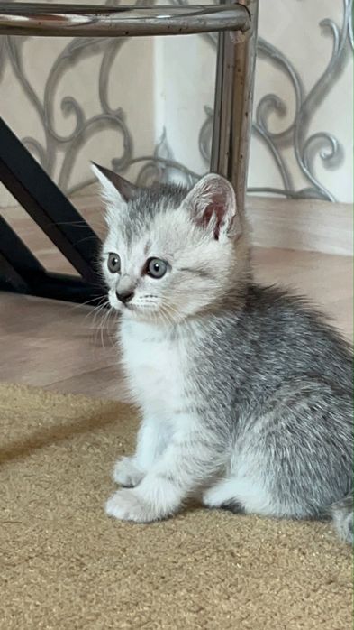Котенке, мысыктар