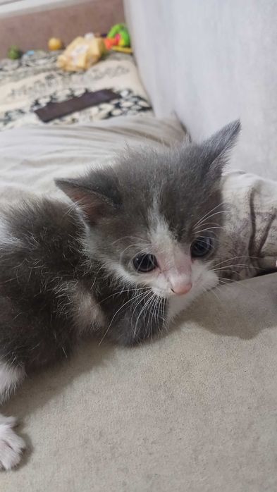 Отдам котят в добрые руки
