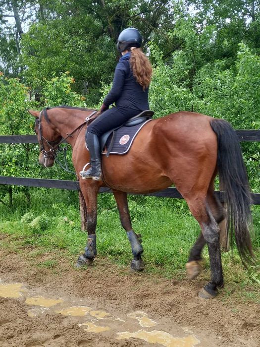 cai de vanzare frumosi in urlati