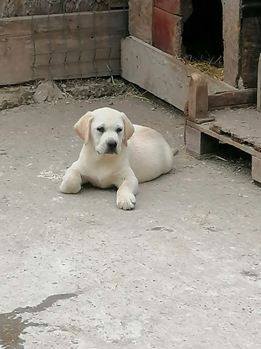 Labrador Retriever cu pedigree tip A