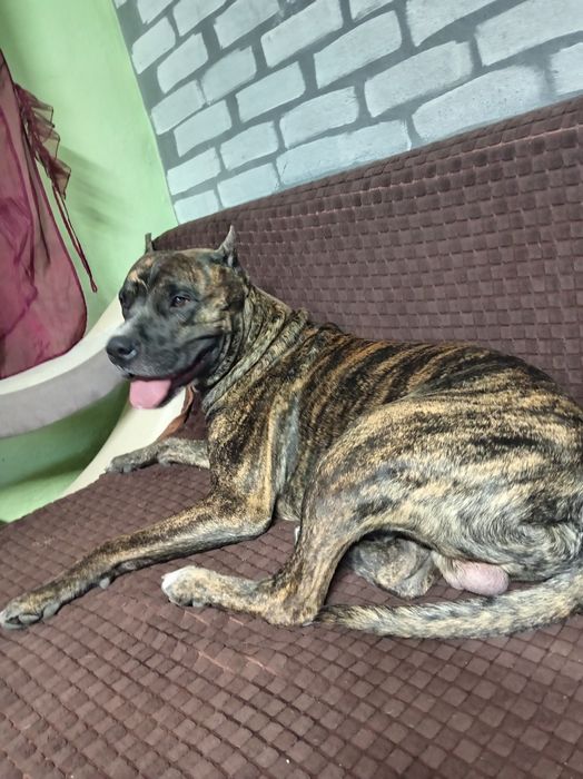 Вязка стафорд))) ищем девачку красавицу)