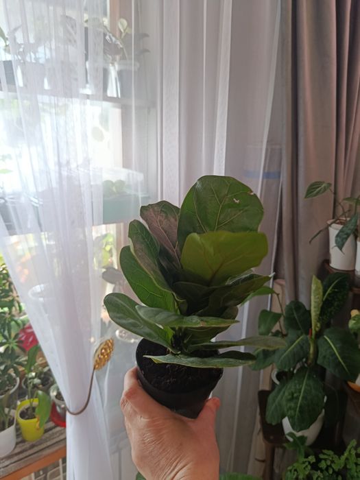 Продам комнатные цветы