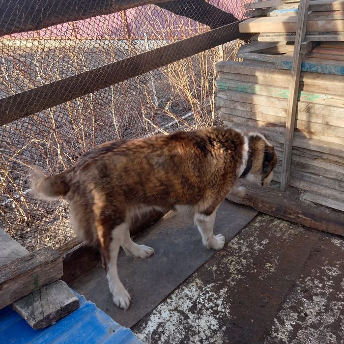 Отдам в добрые руки