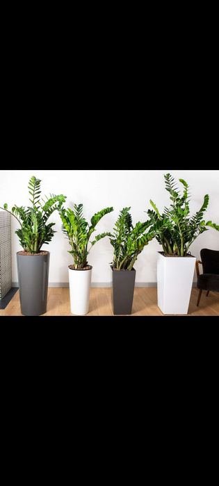 Замиокулькас Долларовое дерево растение Доллар