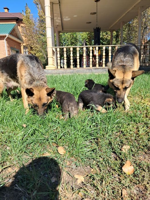 Щеньки Немецкий овчарки