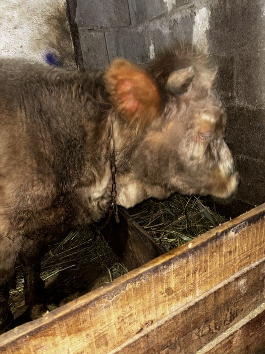 Бычок 370000 тыс