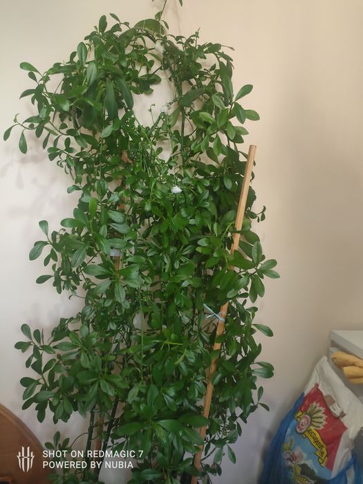 Продам домашний цветок