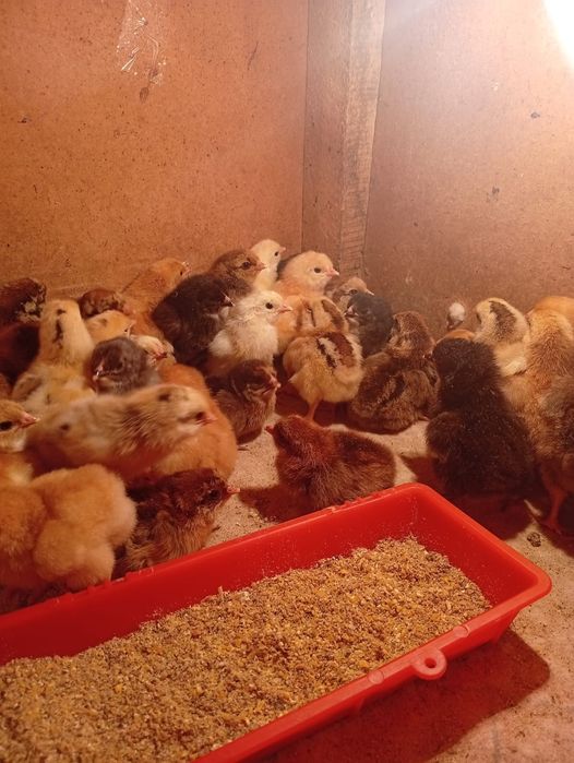 Цыплята недельные