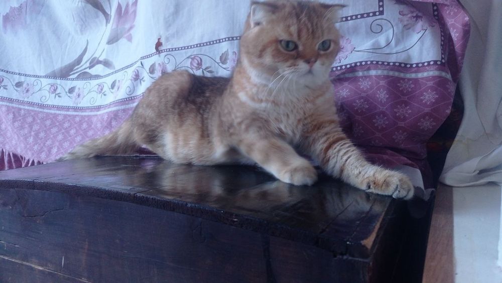 Mushuk sotiladi zalatoy shinshila Fold