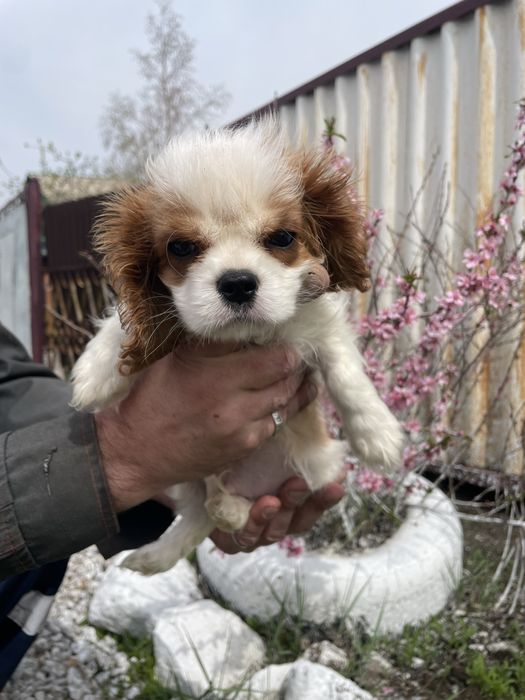 Кавалер кинг чарльз спаниель