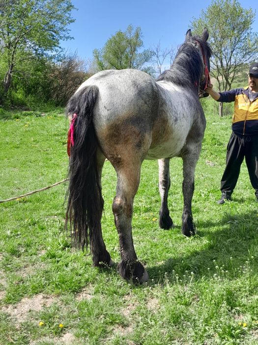 Vând mânza de 3 ani