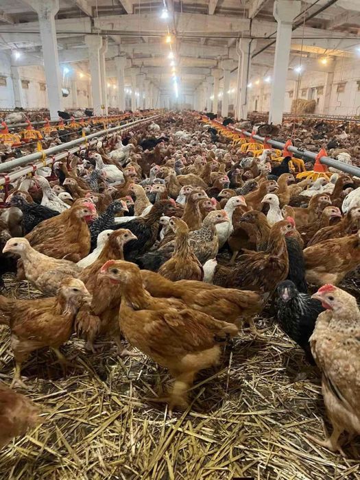 Rasă Mixtă Alb Carne