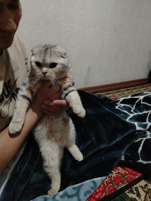 Yaxshi holatdagi mushuk