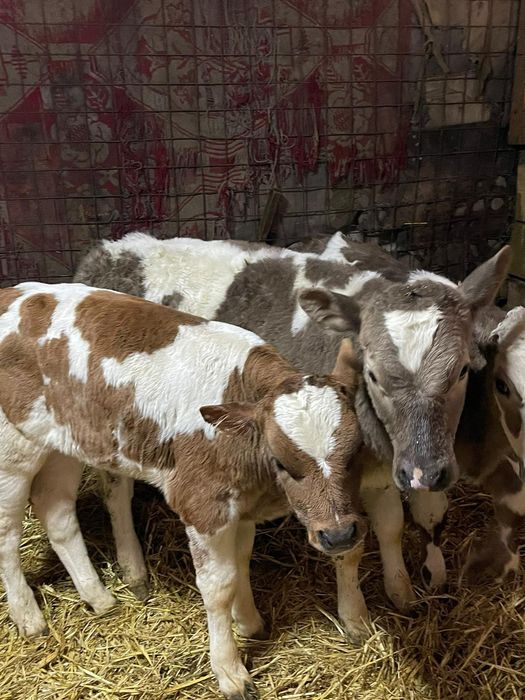 6 Tăurași și o vițică