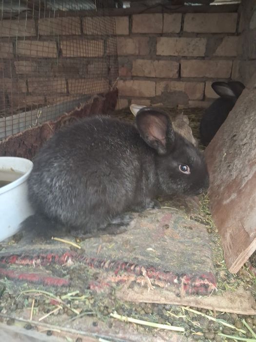 Куен болалари катта буладиган