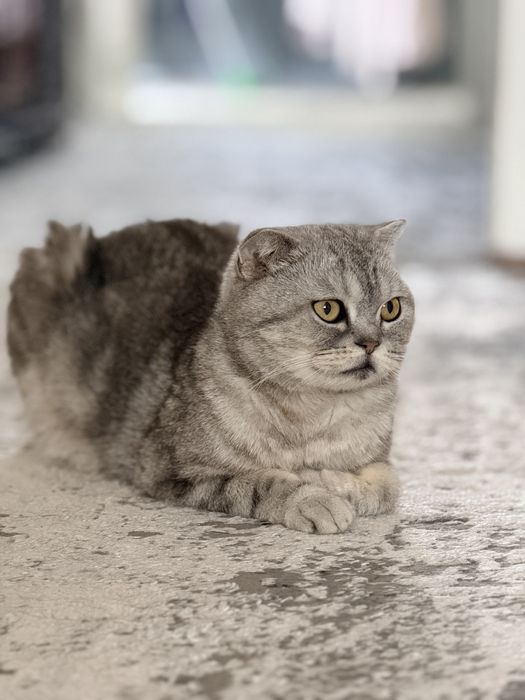 Продаётся кошка, Scottish Fold