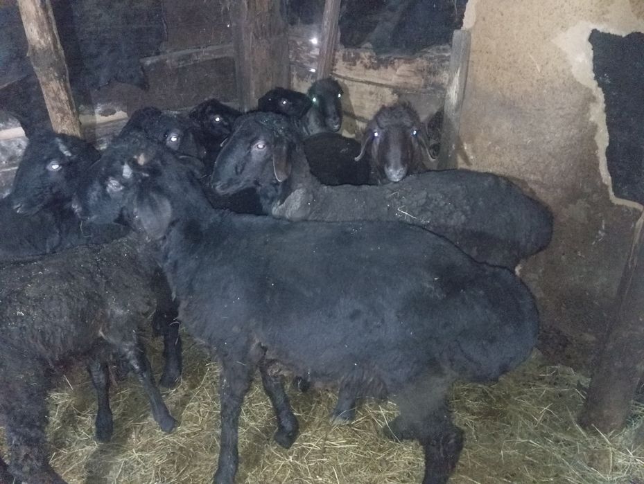 Қошқарлар 1жасар 7 бас село Красноярка