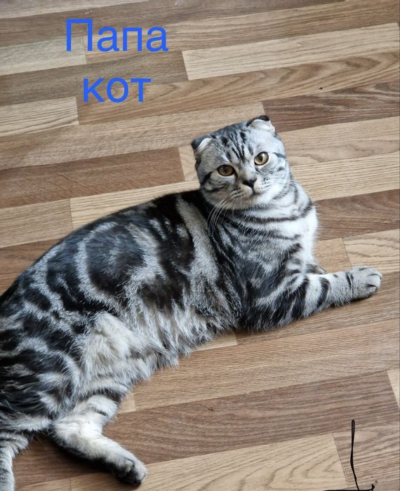 Шотландские котята