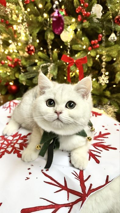 Fetita British Shorthair Chinchilla Silver Superba! Felisa Autorizata