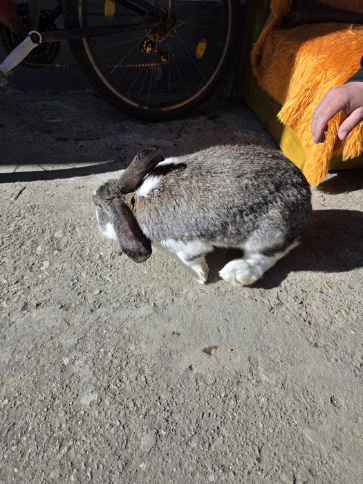 Iepuroi, 8 luni, de vânzare