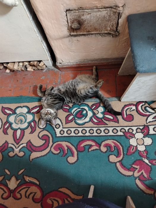 Отдам кота в добрые руки