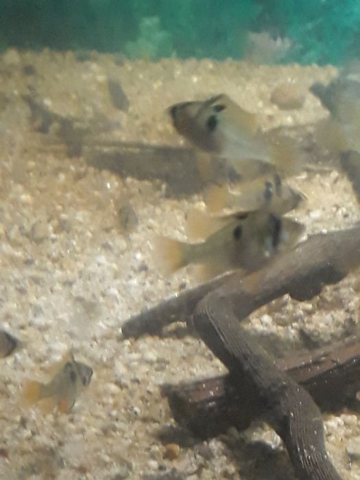 Ramirezi încă un colț de natură