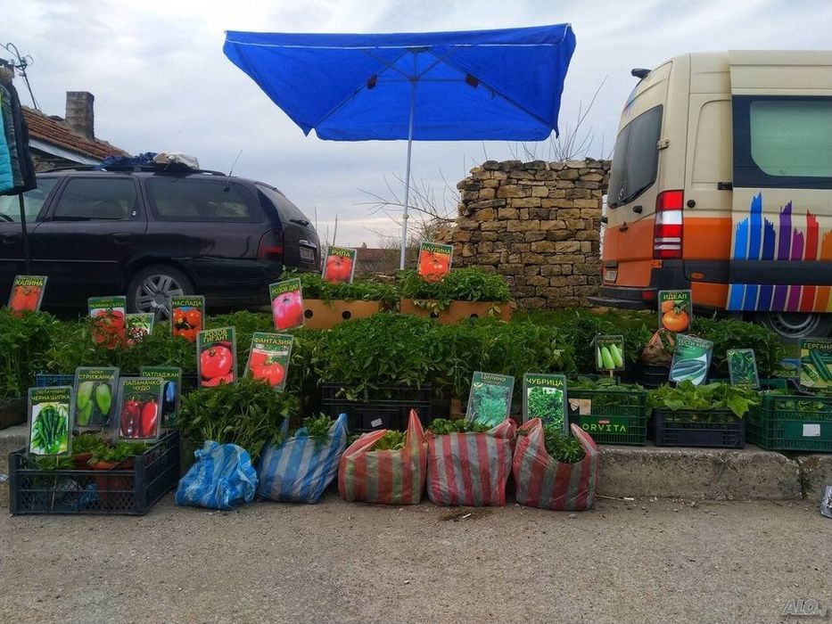 Разсад ранни домати пипер краставици