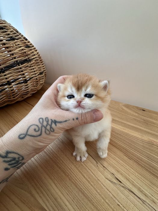 Британские котята Шиншиллы