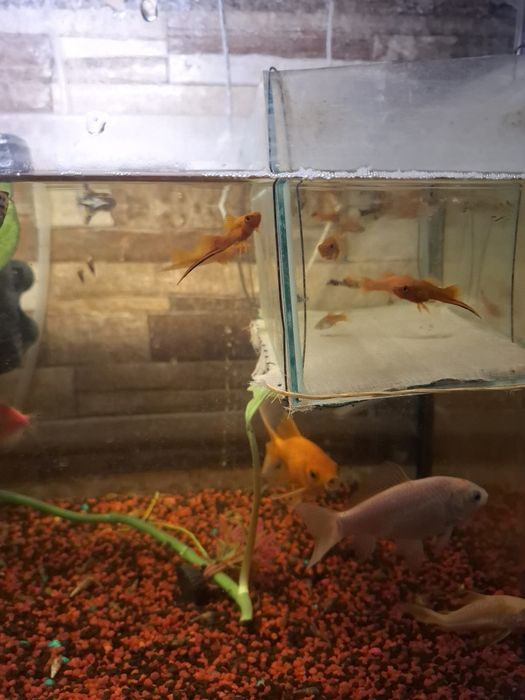 Pești Guppy & Xipho