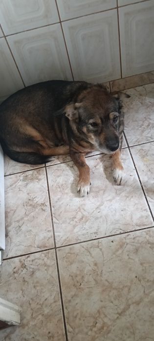 Donez caine foarte bun pentru pază