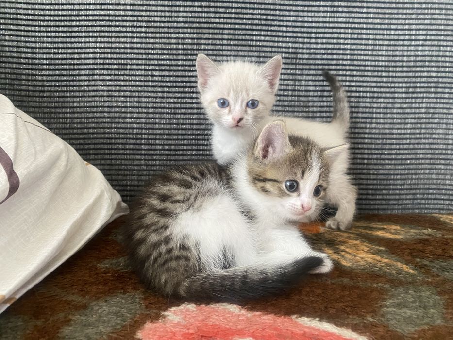 Отдам котят в добрые руки