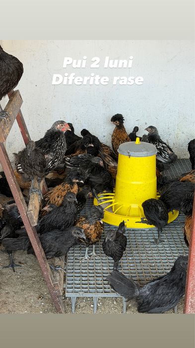 Pui și cocoși din rase diferite