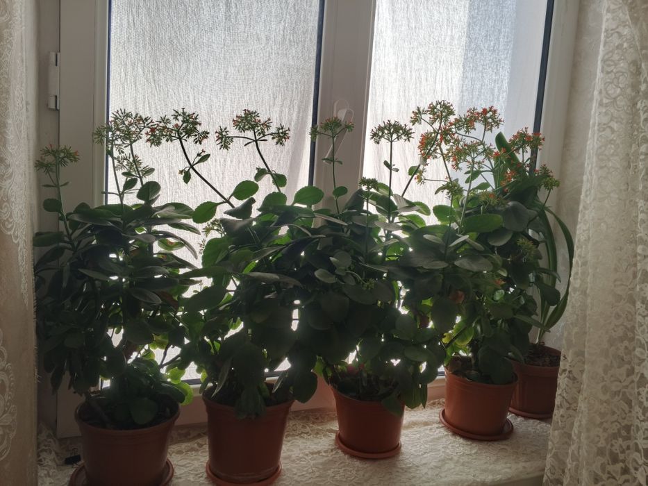 Domashniy gullar sotiladi