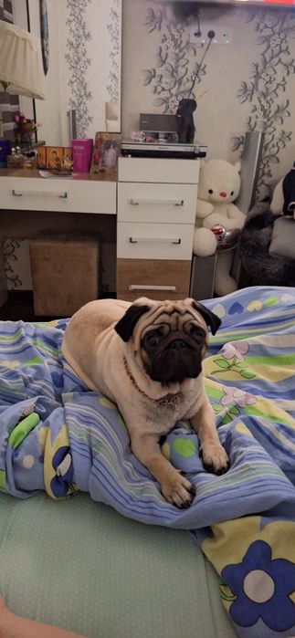 Наш умный собакен ищет себе невесту